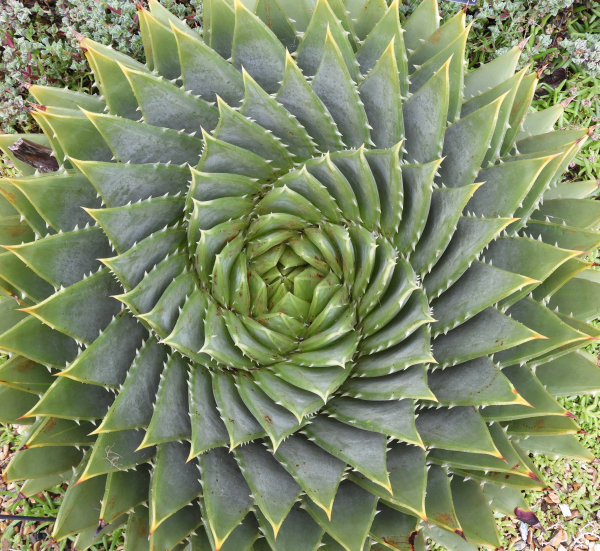 'Patterns In Nature' by Heather Quiney, Dunmow u3a